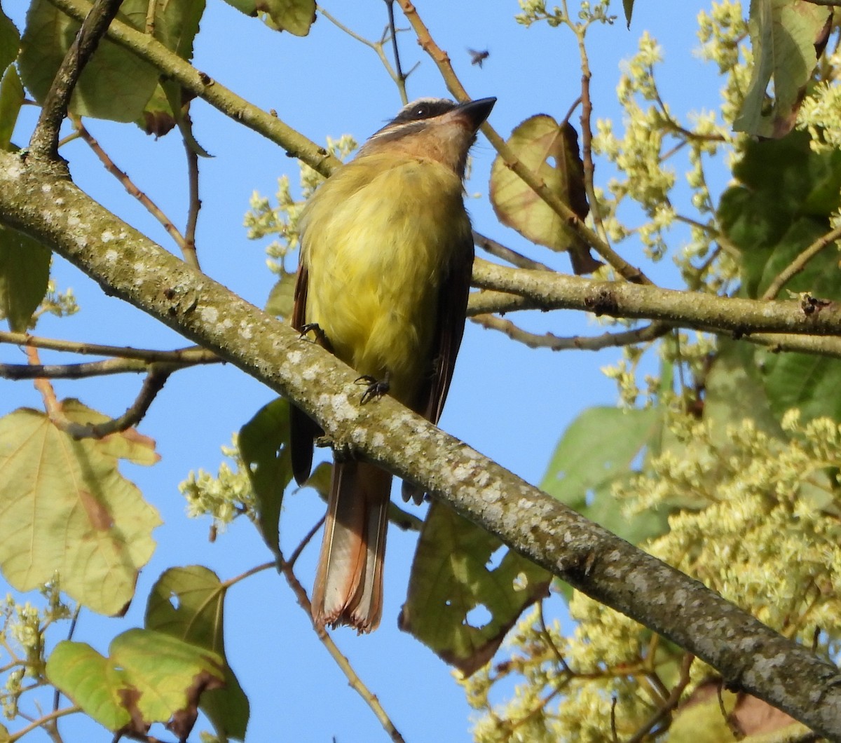 Golden-bellied Flycatcher - ML646746005