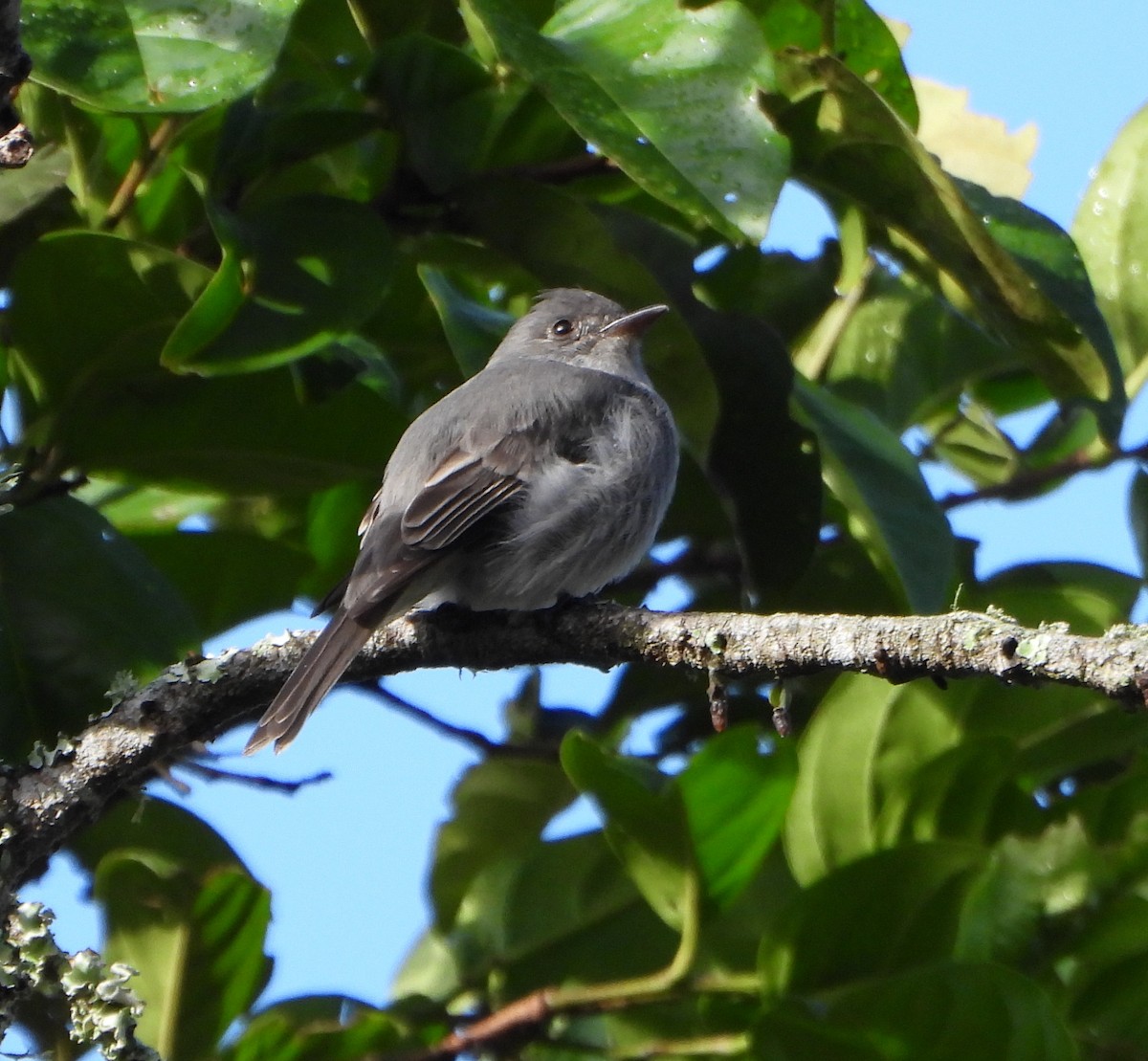 Smoke-colored Pewee - ML646746006
