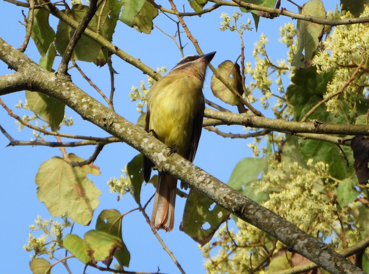 Golden-bellied Flycatcher - ML646746008