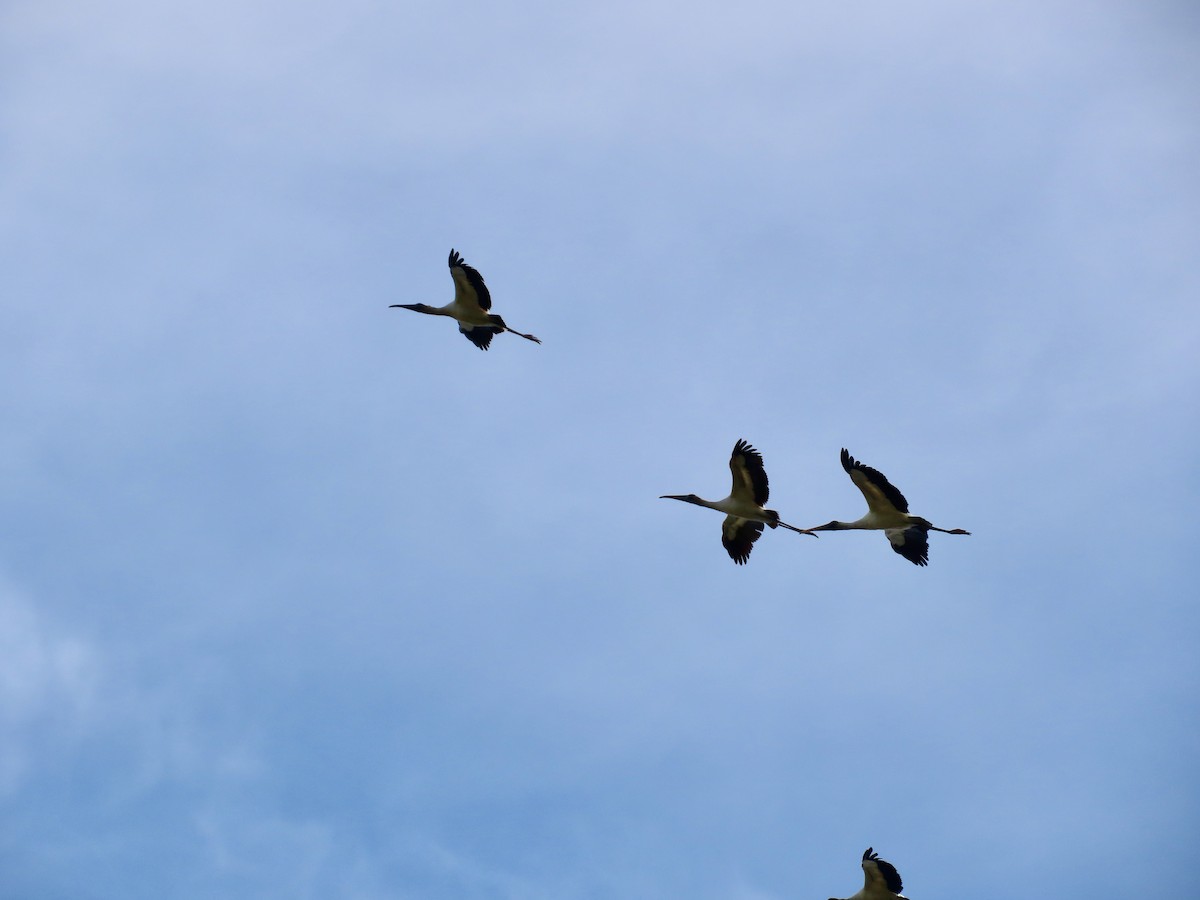 Американский клювач - ML646746010