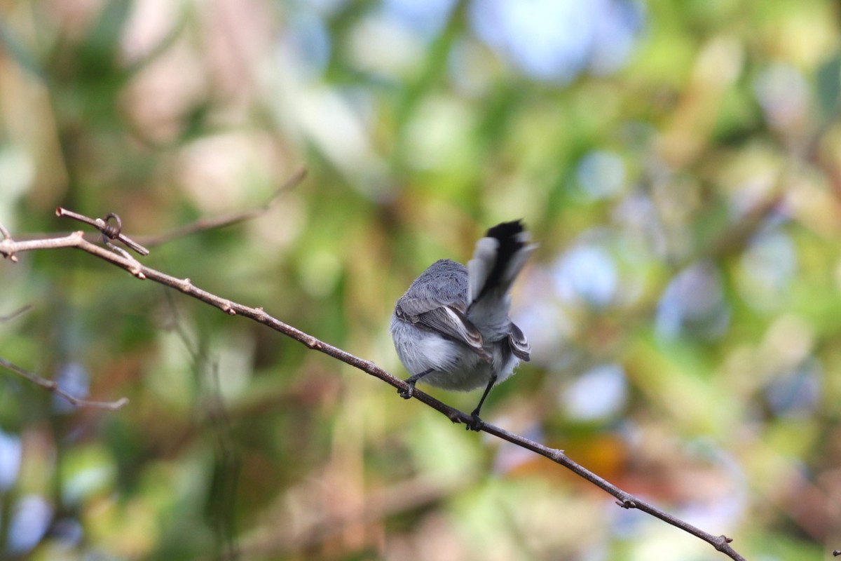 Комароловка сиза - ML646746011