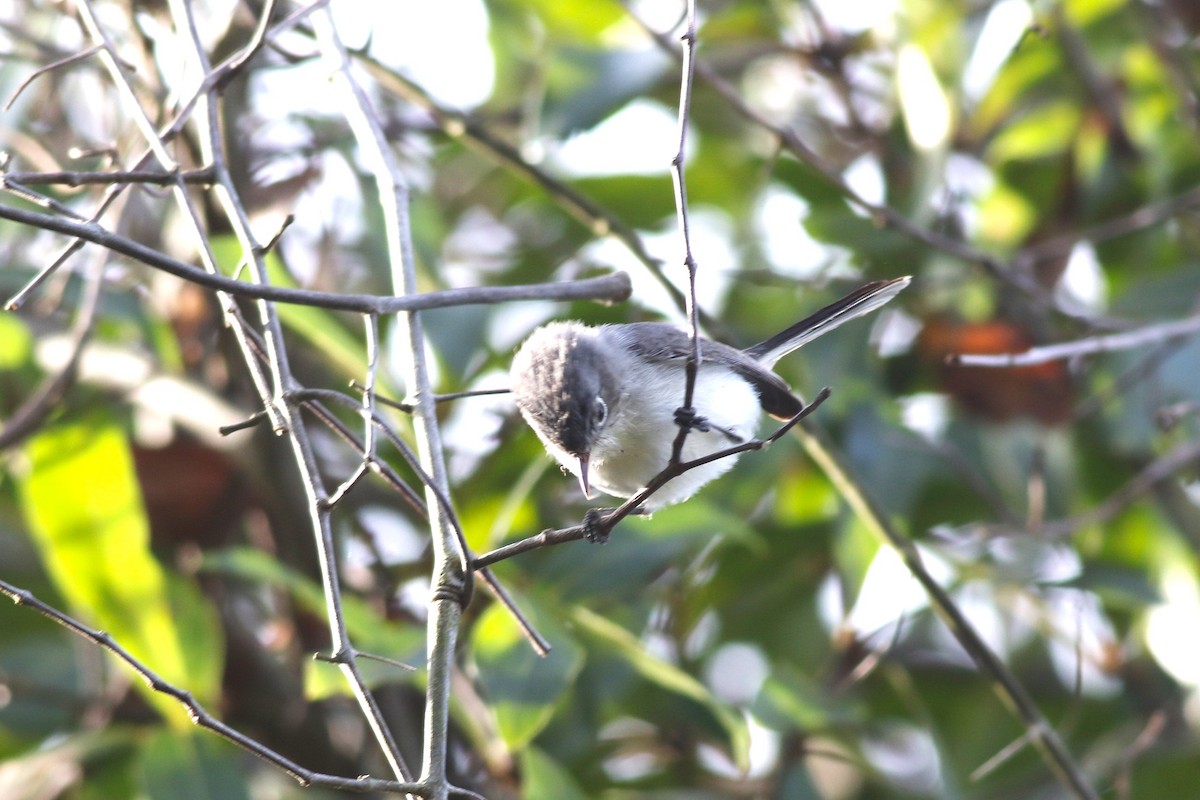 Комароловка сиза - ML646746012