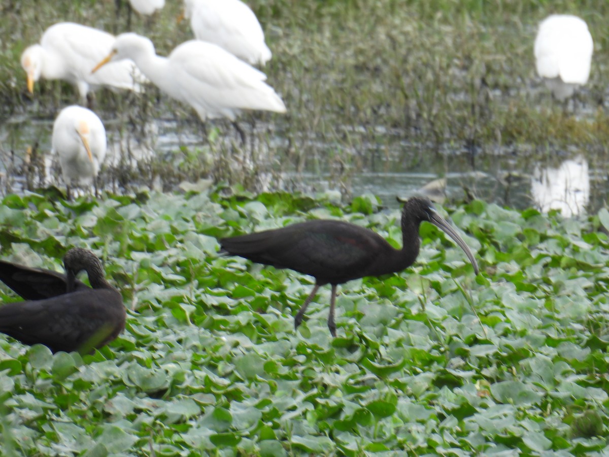Glossy Ibis - ML646746014