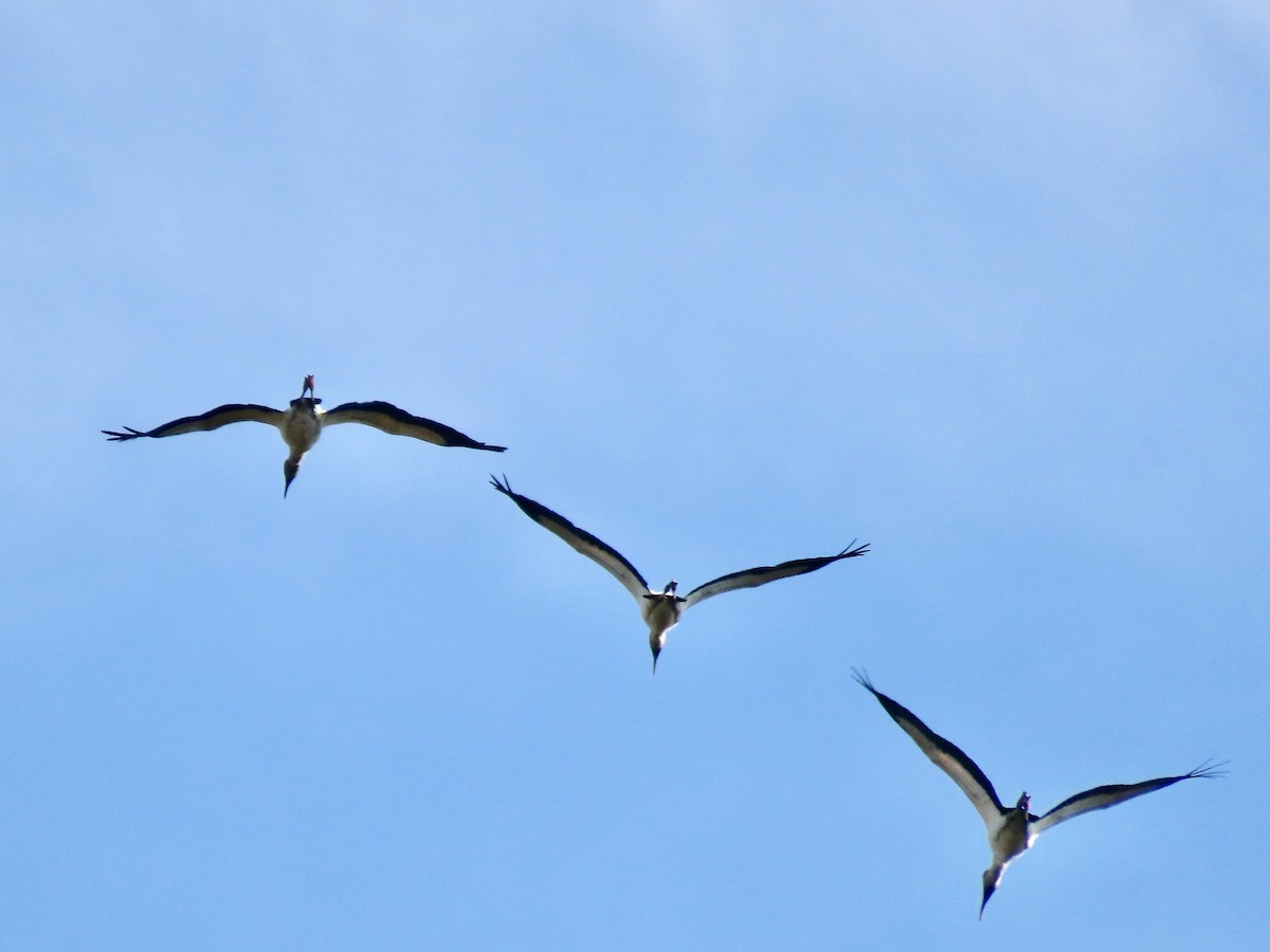 Американский клювач - ML646746015