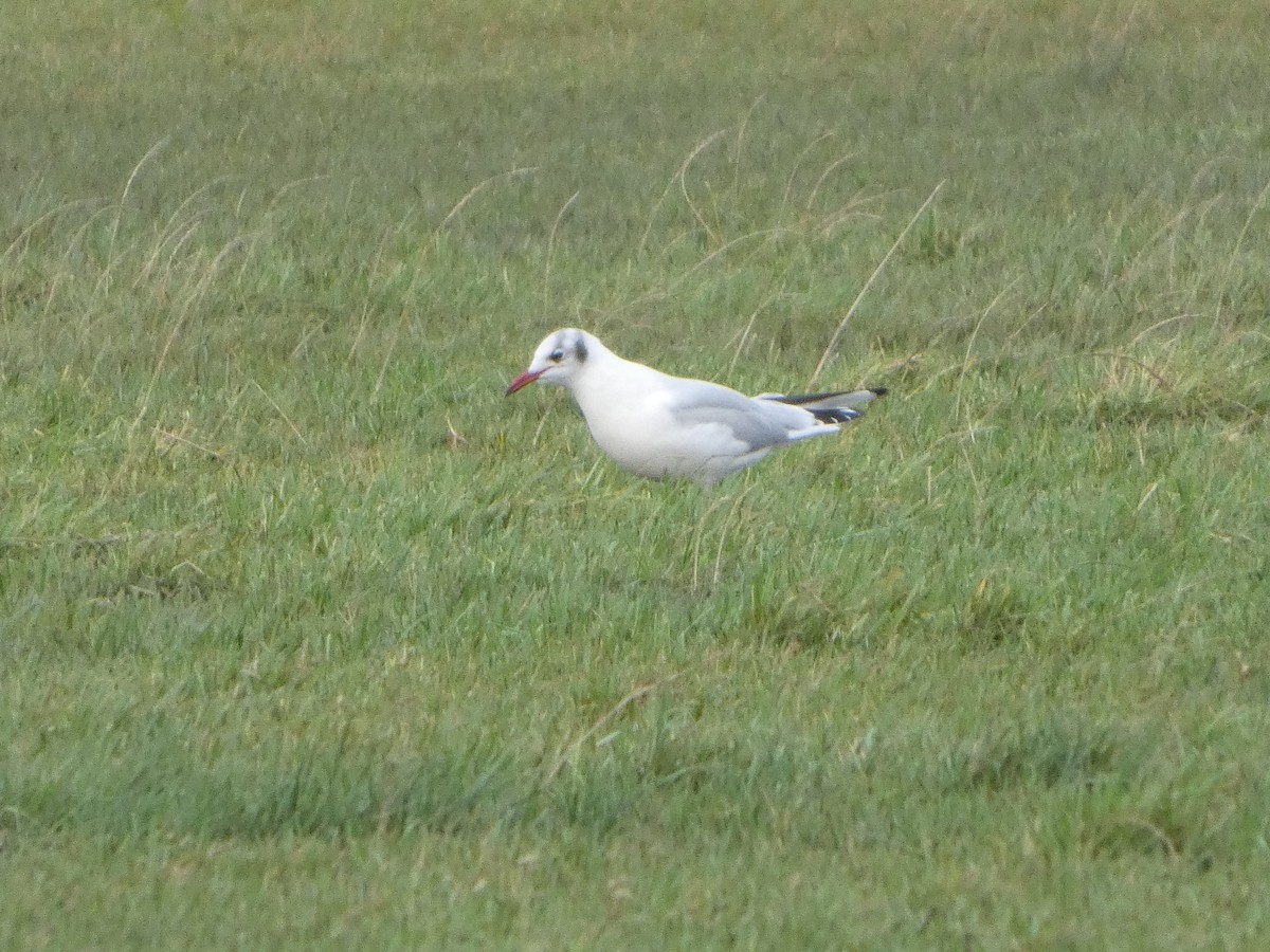 Karabaş Martı - ML646746018