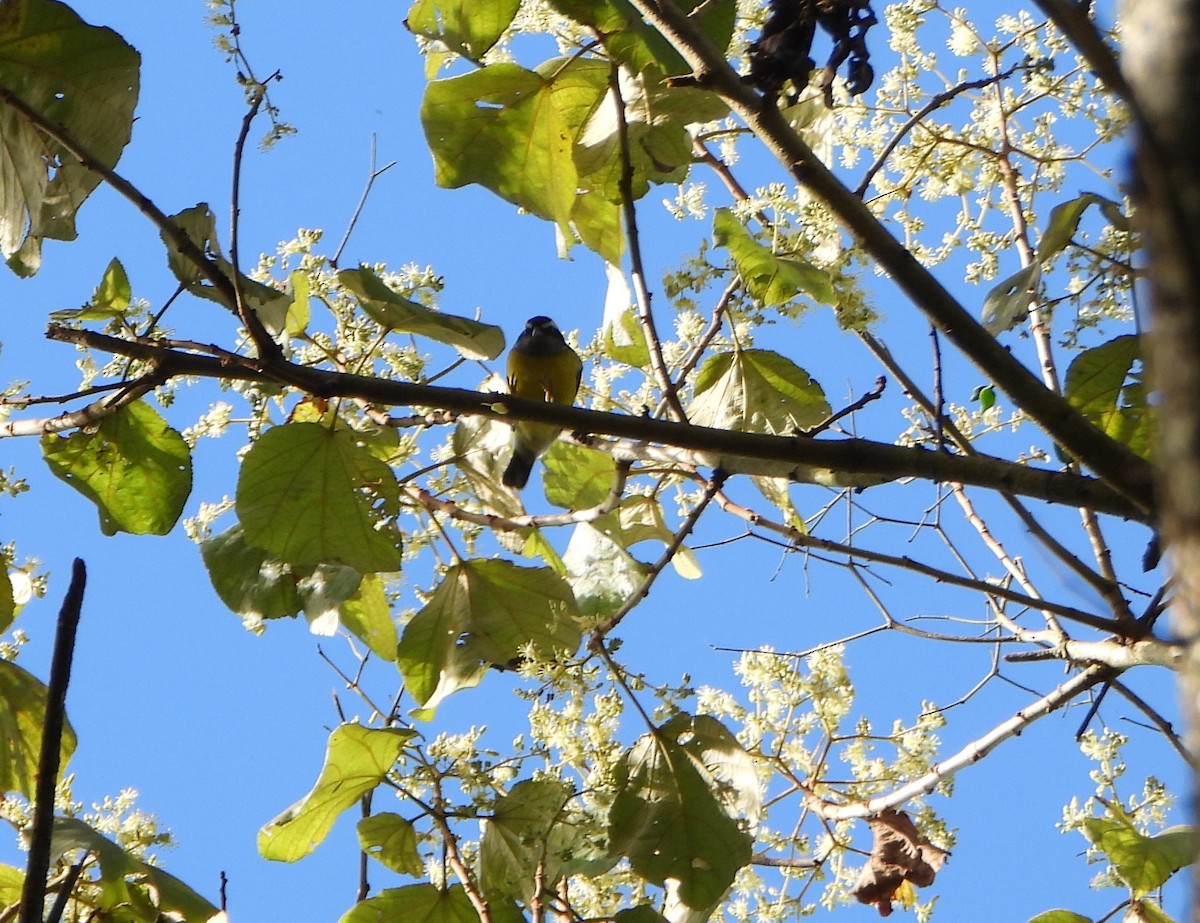 Bananaquit - ML646746026