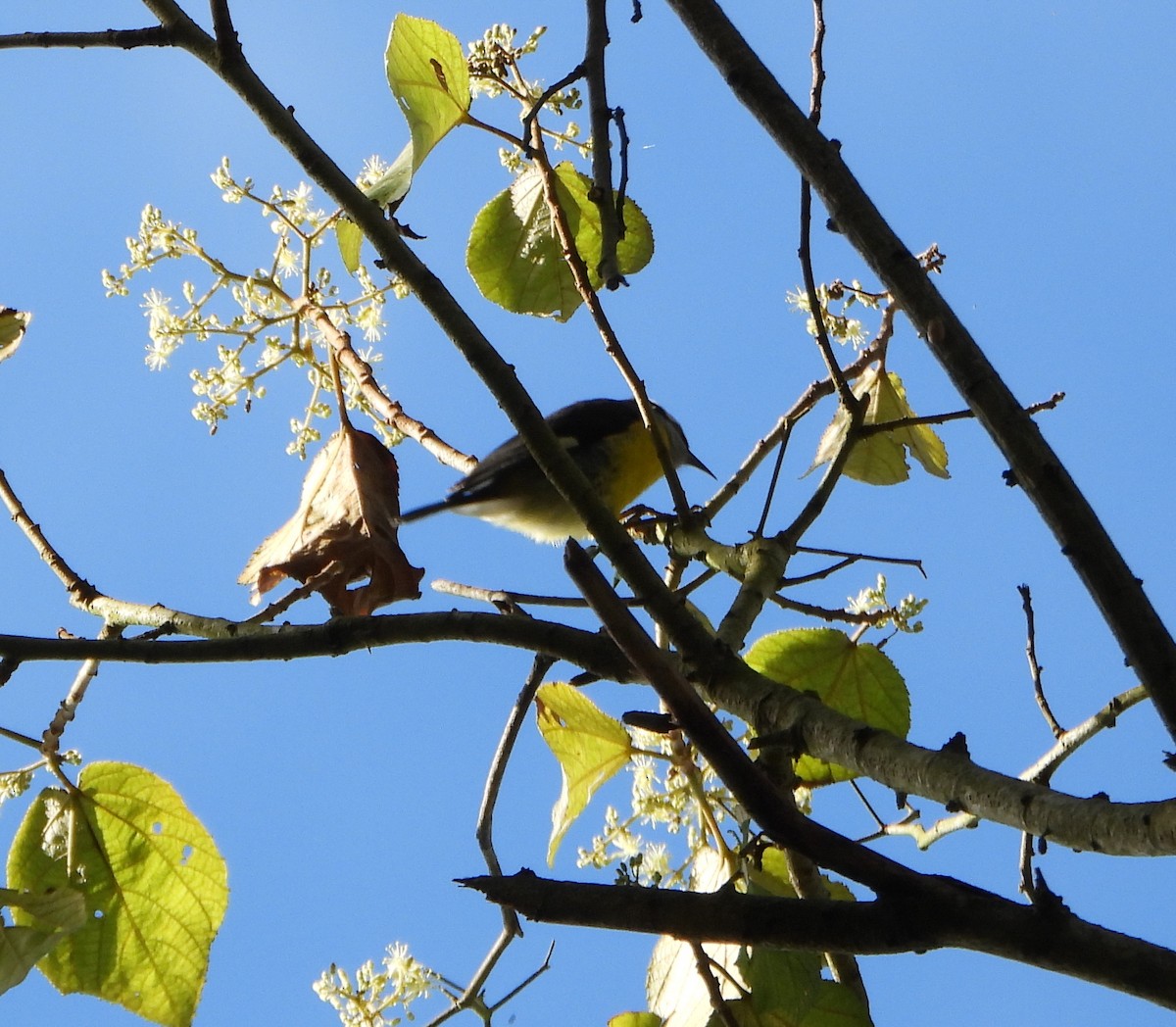 Bananaquit - ML646746028