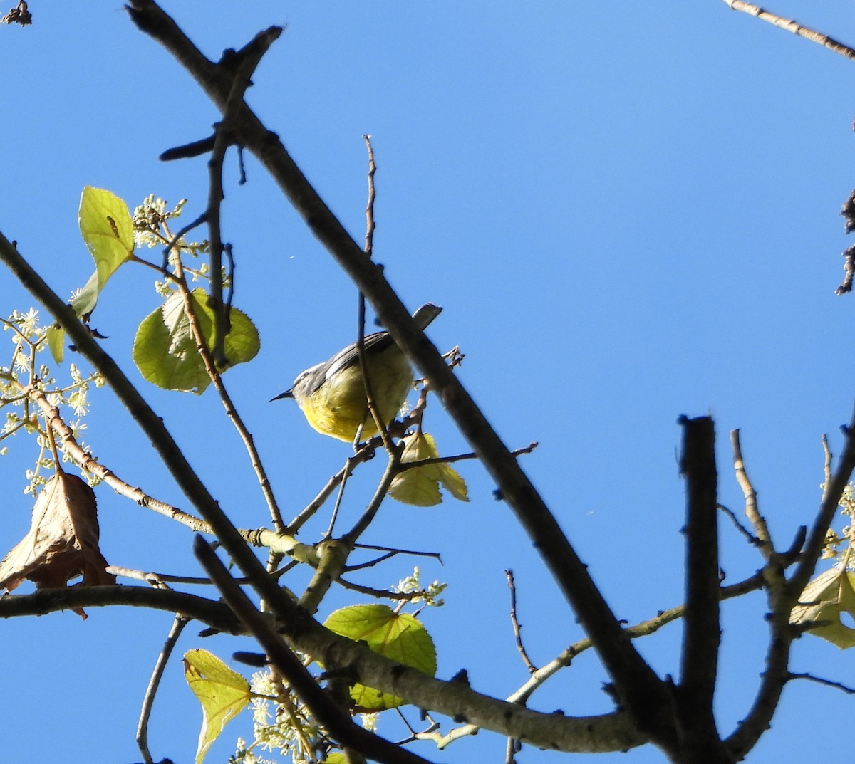 Bananaquit - ML646746029