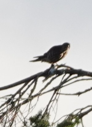 Merlin - ML646746030