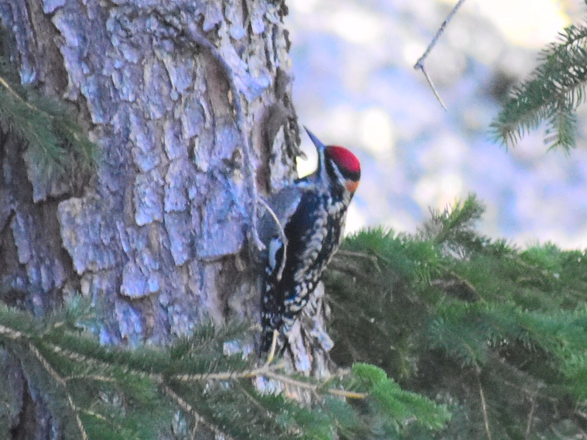 Red-naped Sapsucker - ML646746034