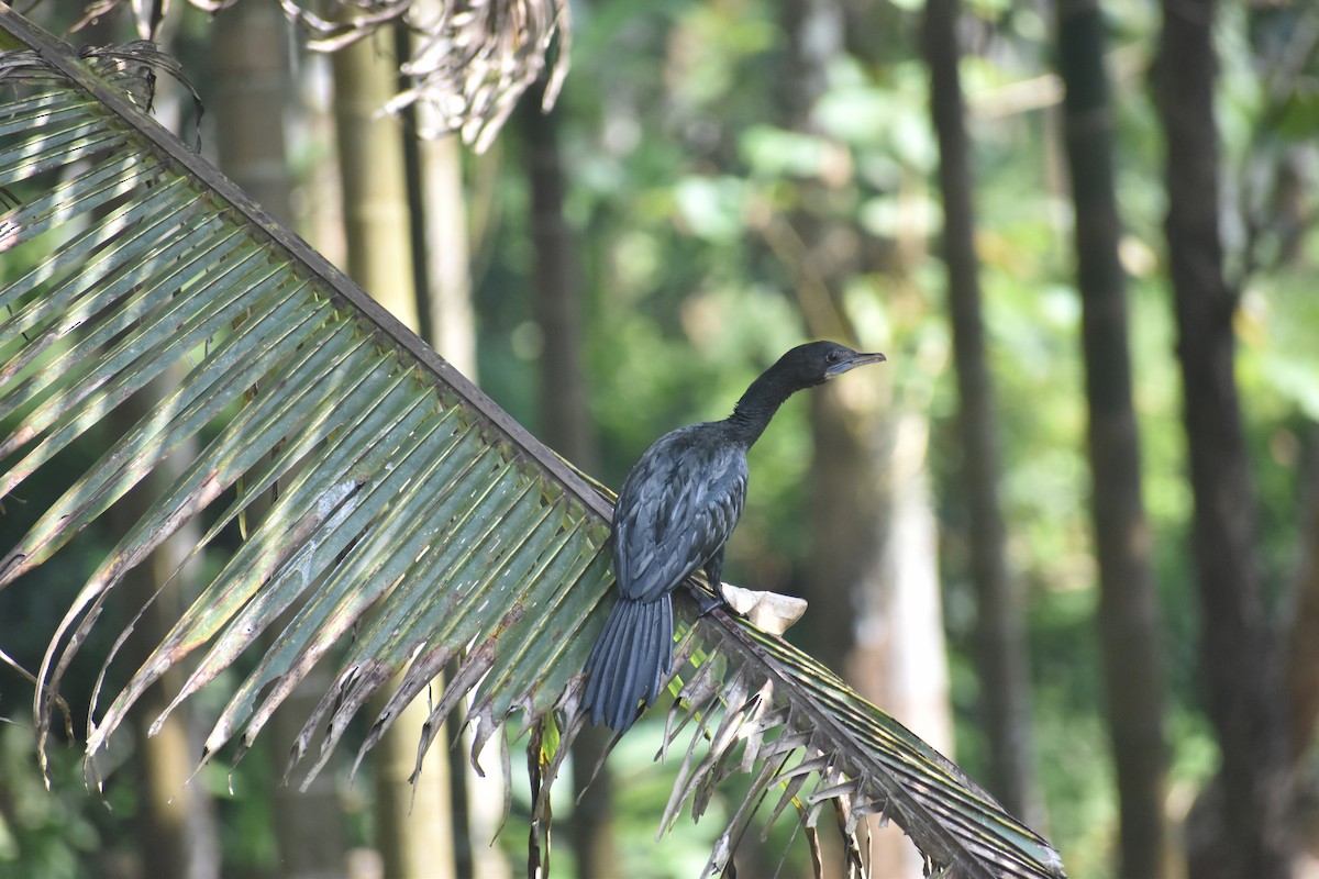 Little Cormorant - ML646746038