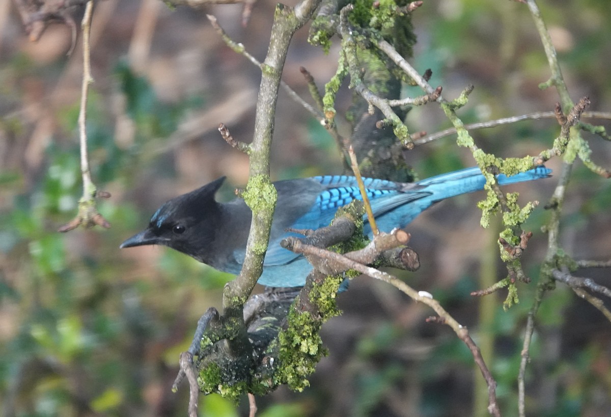 Steller's Jay - ML646746040