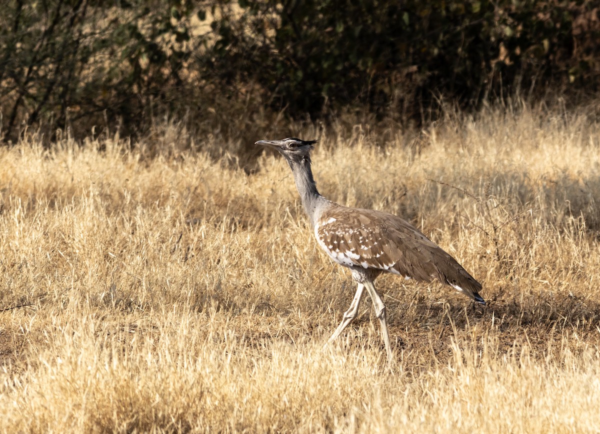 חובה ערבית - ML646746041