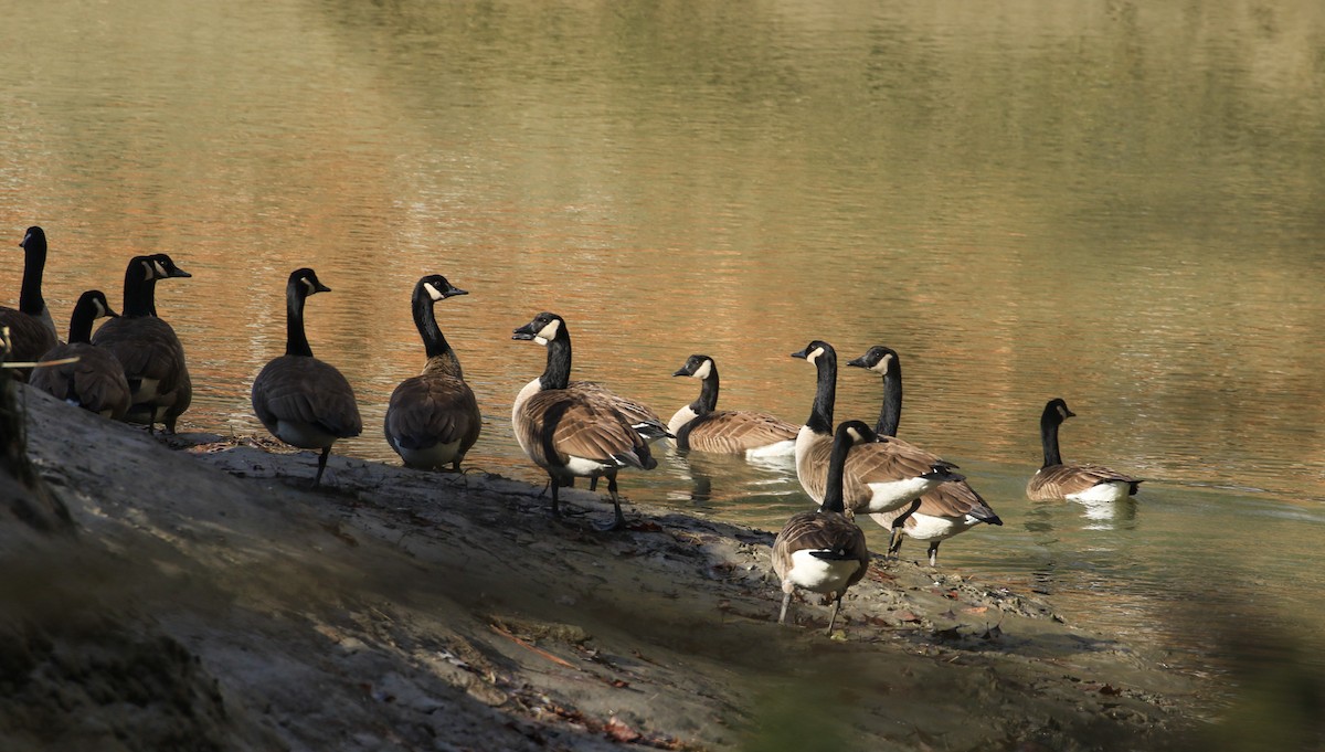 Kanada Kazı - ML646746047