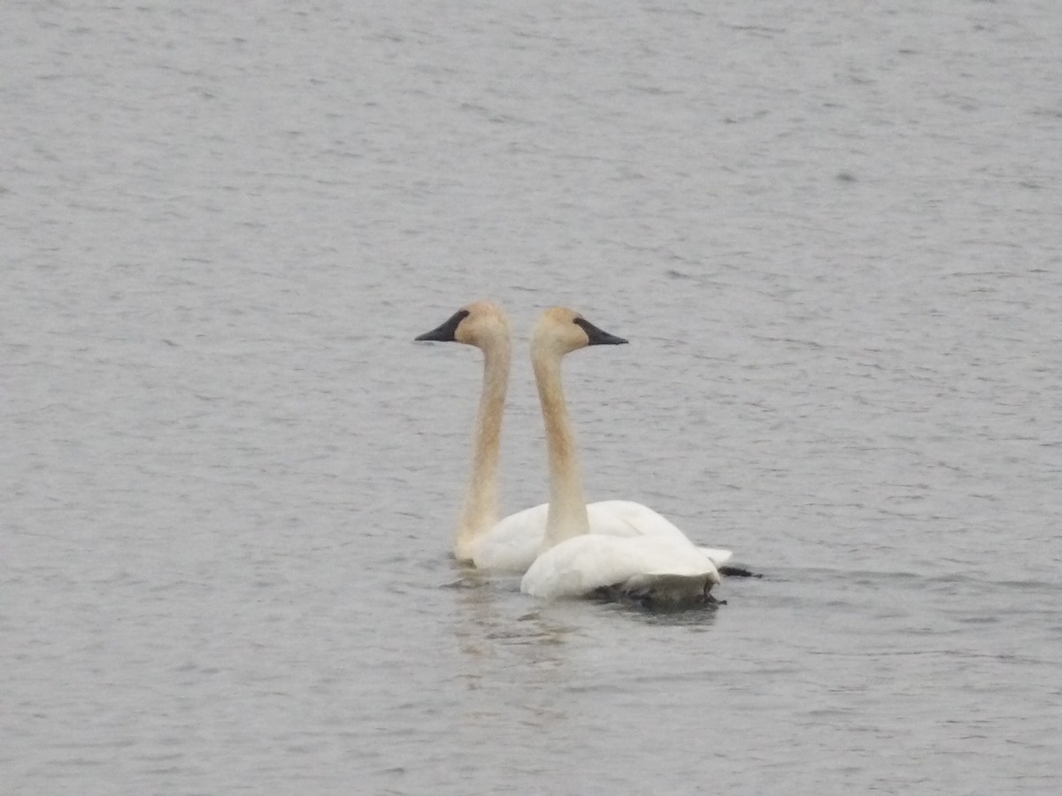 Trumpeter Swan - ML646746049