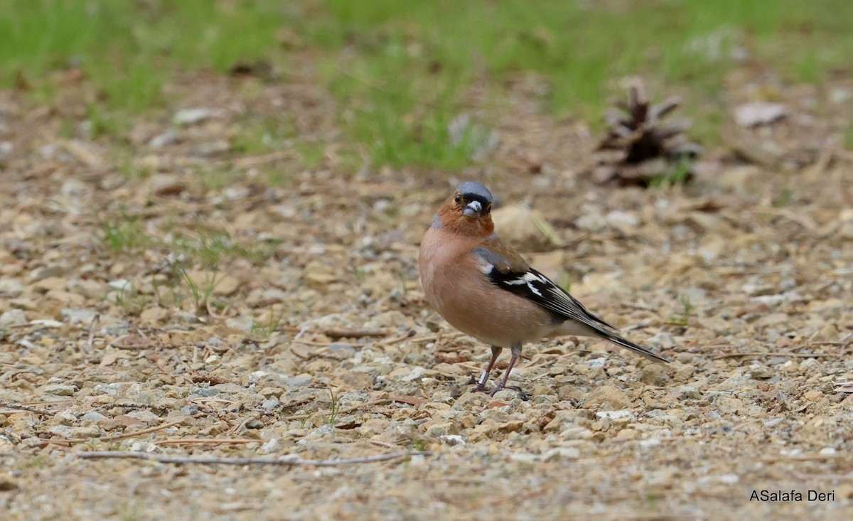 İspinoz - ML646746050