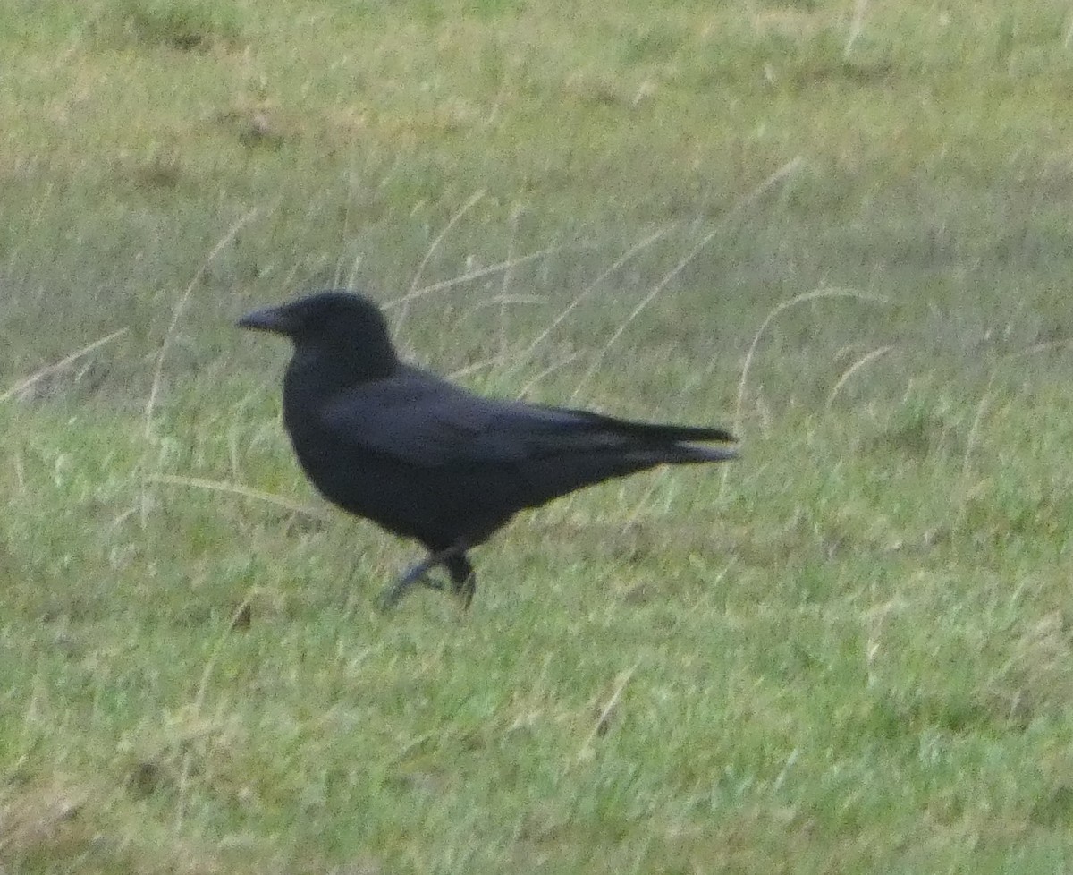 Kara Leş Kargası - ML646746052