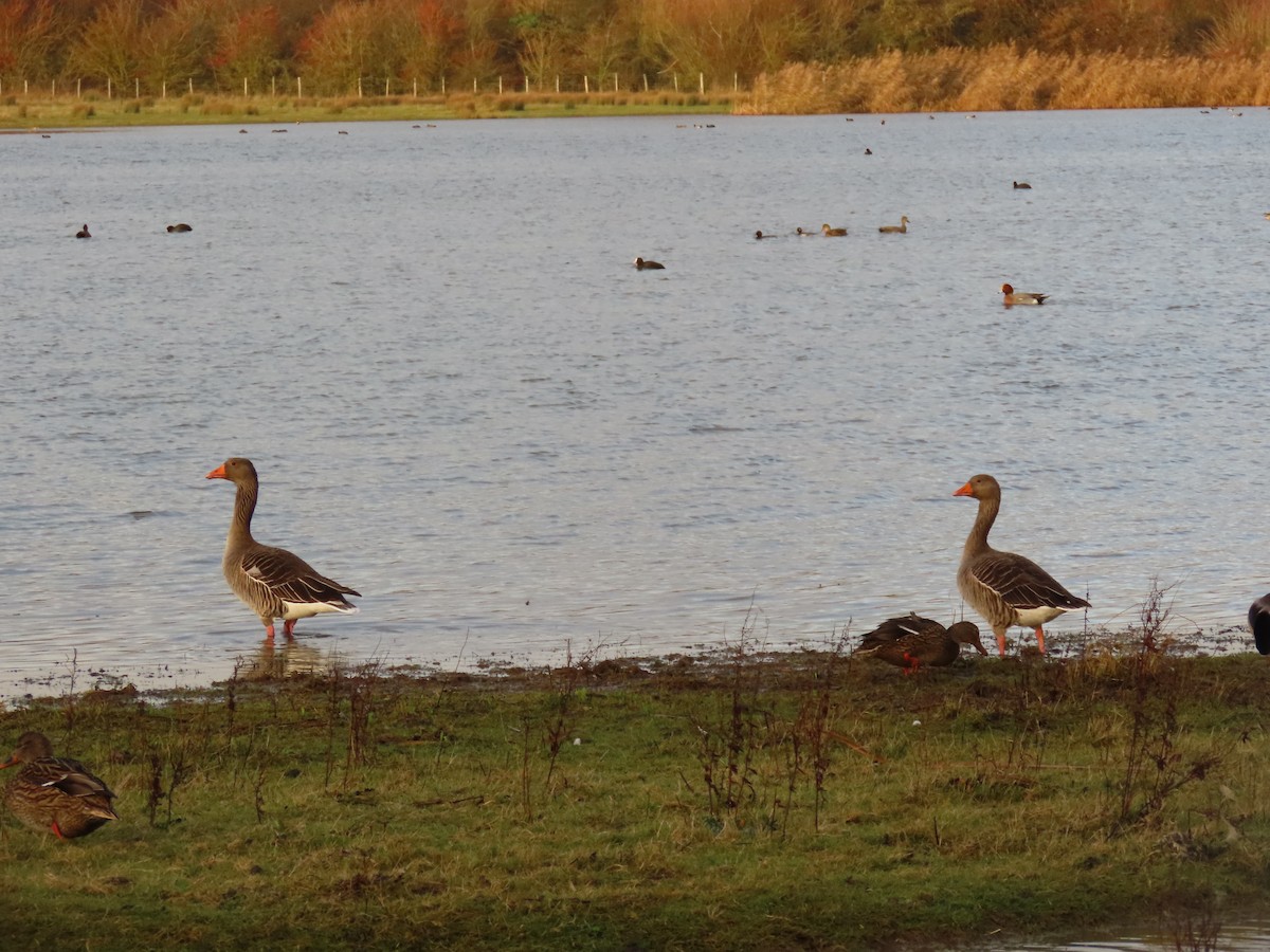 Graylag Goose - ML646746053