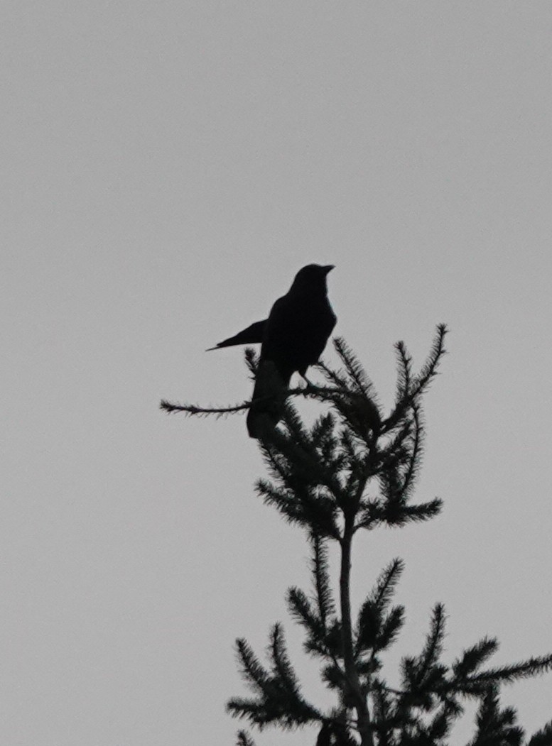 American Crow - ML646746056