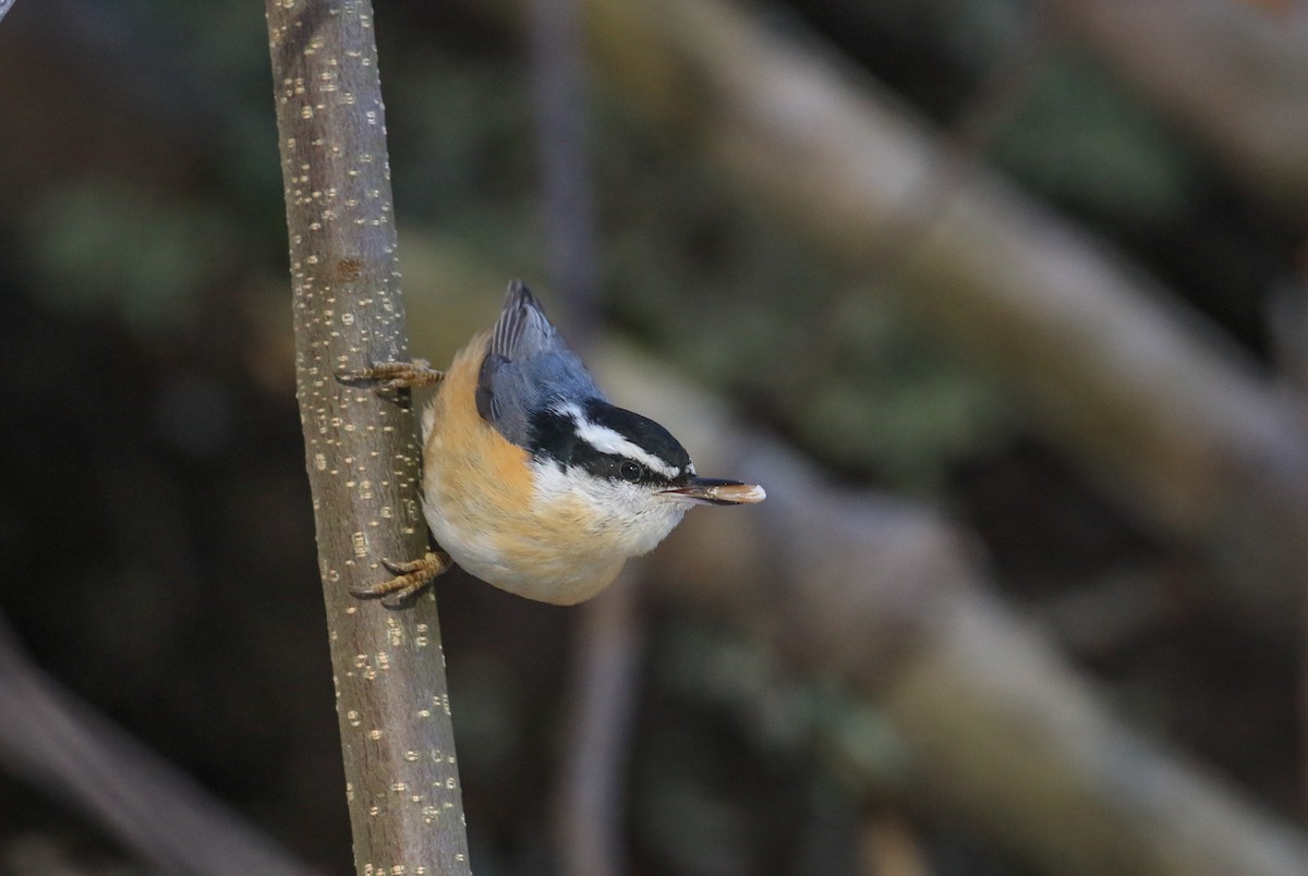 Kanada Sıvacısı - ML646746062