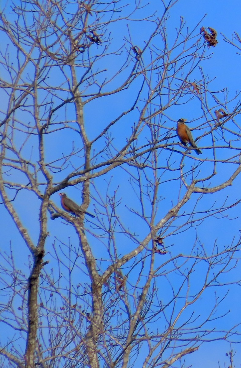 American Robin - ML646746064