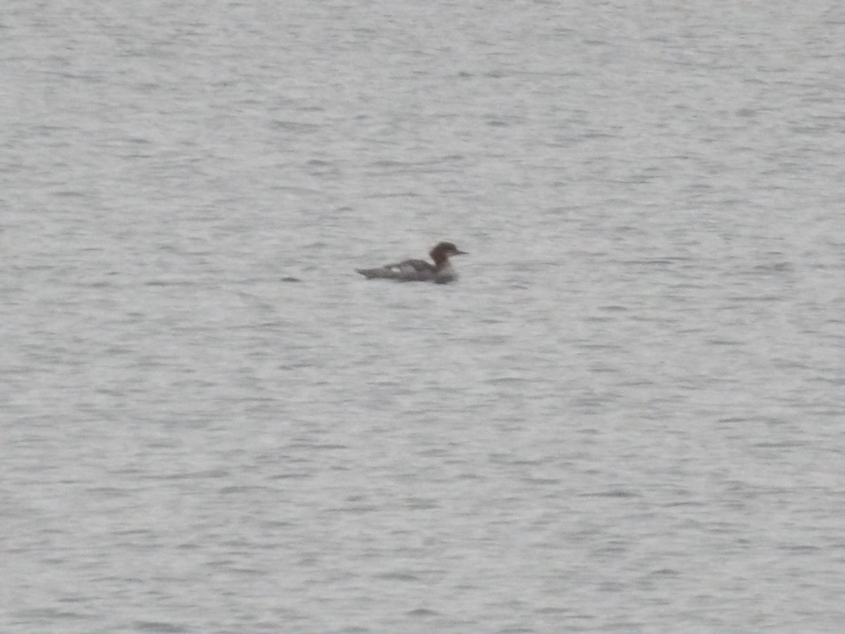 Smergo maggiore - ML646746065