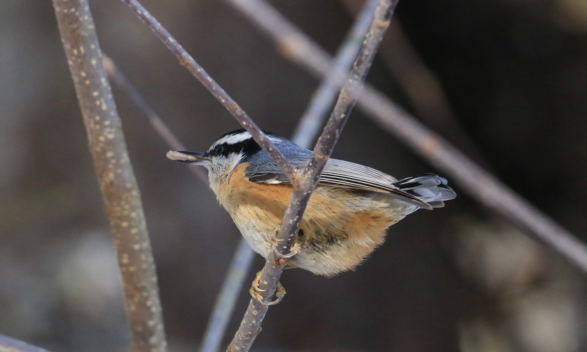 Kanada Sıvacısı - ML646746066