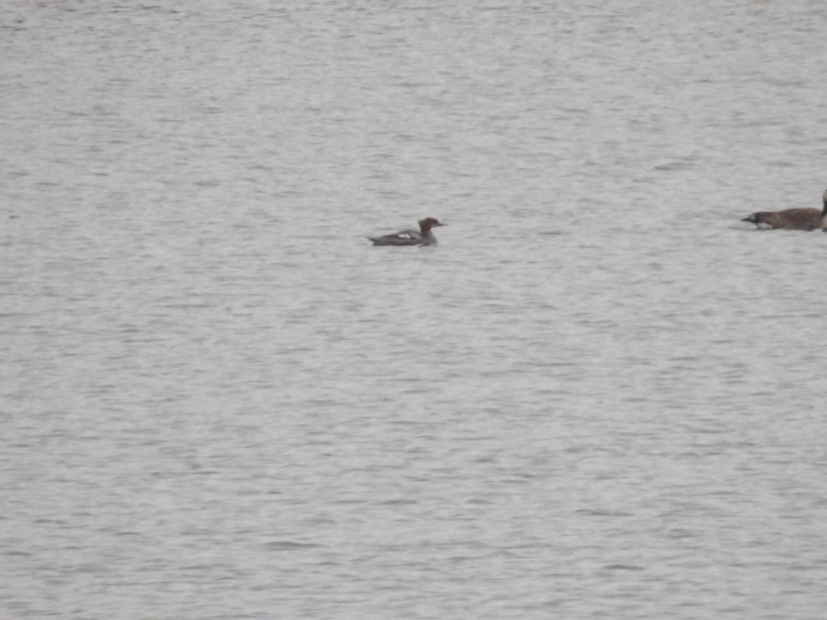 Smergo maggiore - ML646746067