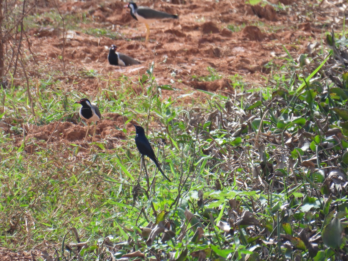Black Drongo - ML646746076