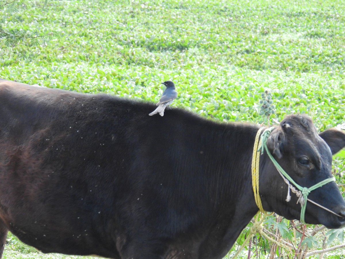 Black Drongo - ML646746077