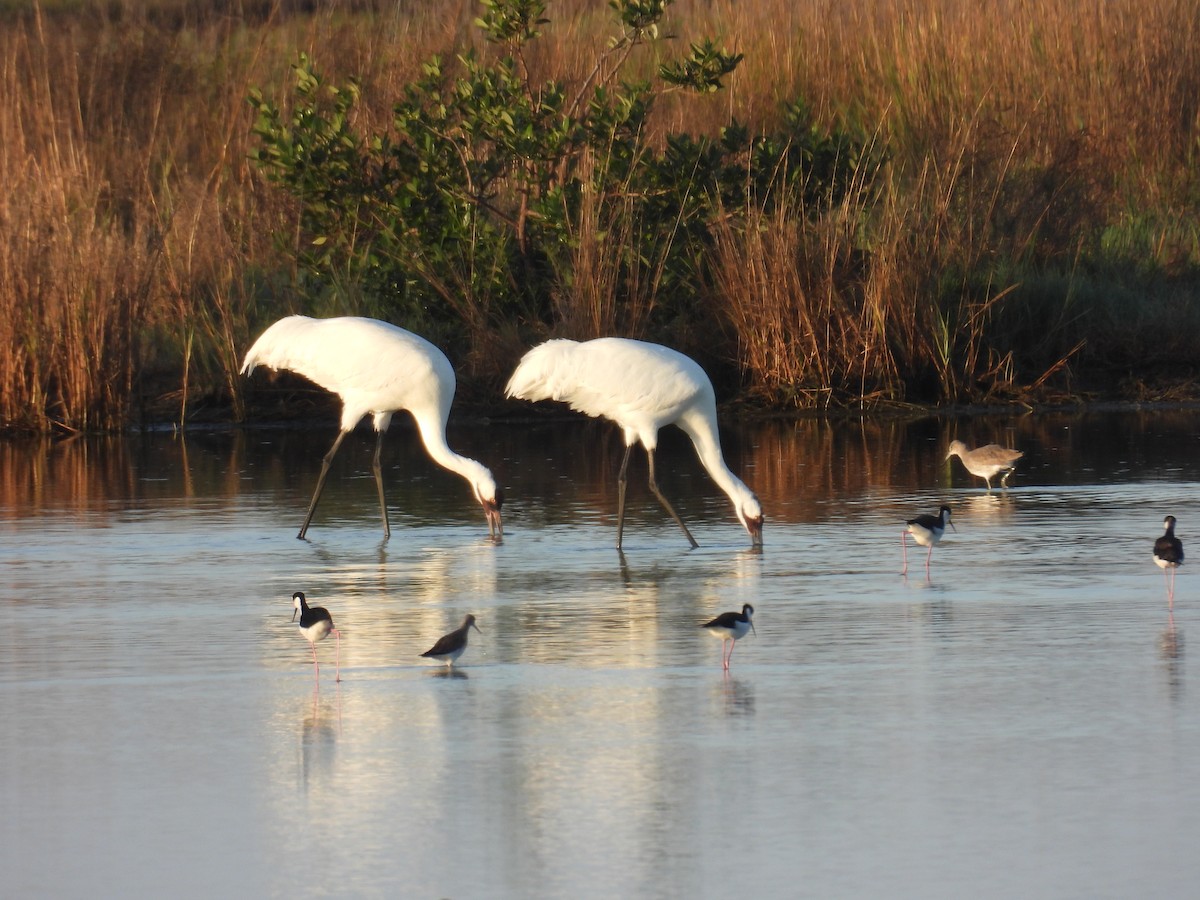 Whooping Crane - ML646746078