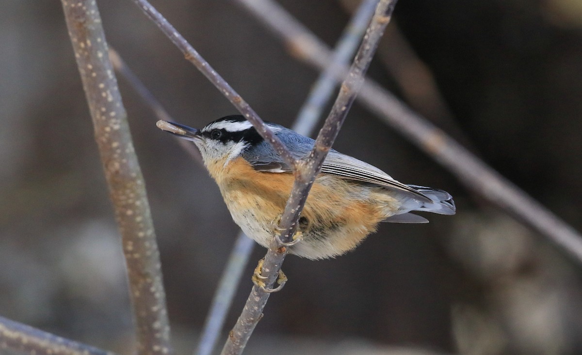 Kanada Sıvacısı - ML646746079