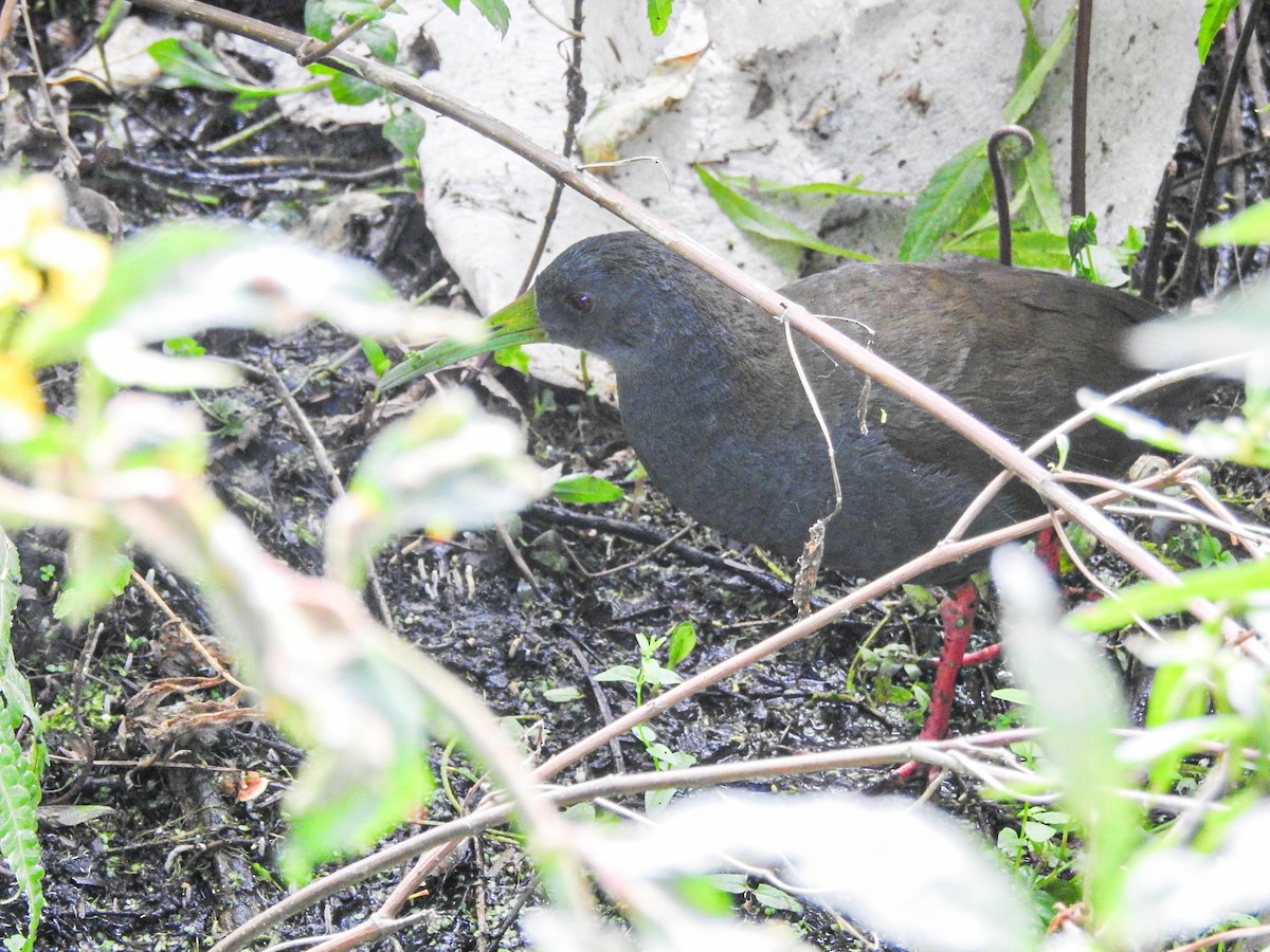 Râle noirâtre - ML646746080