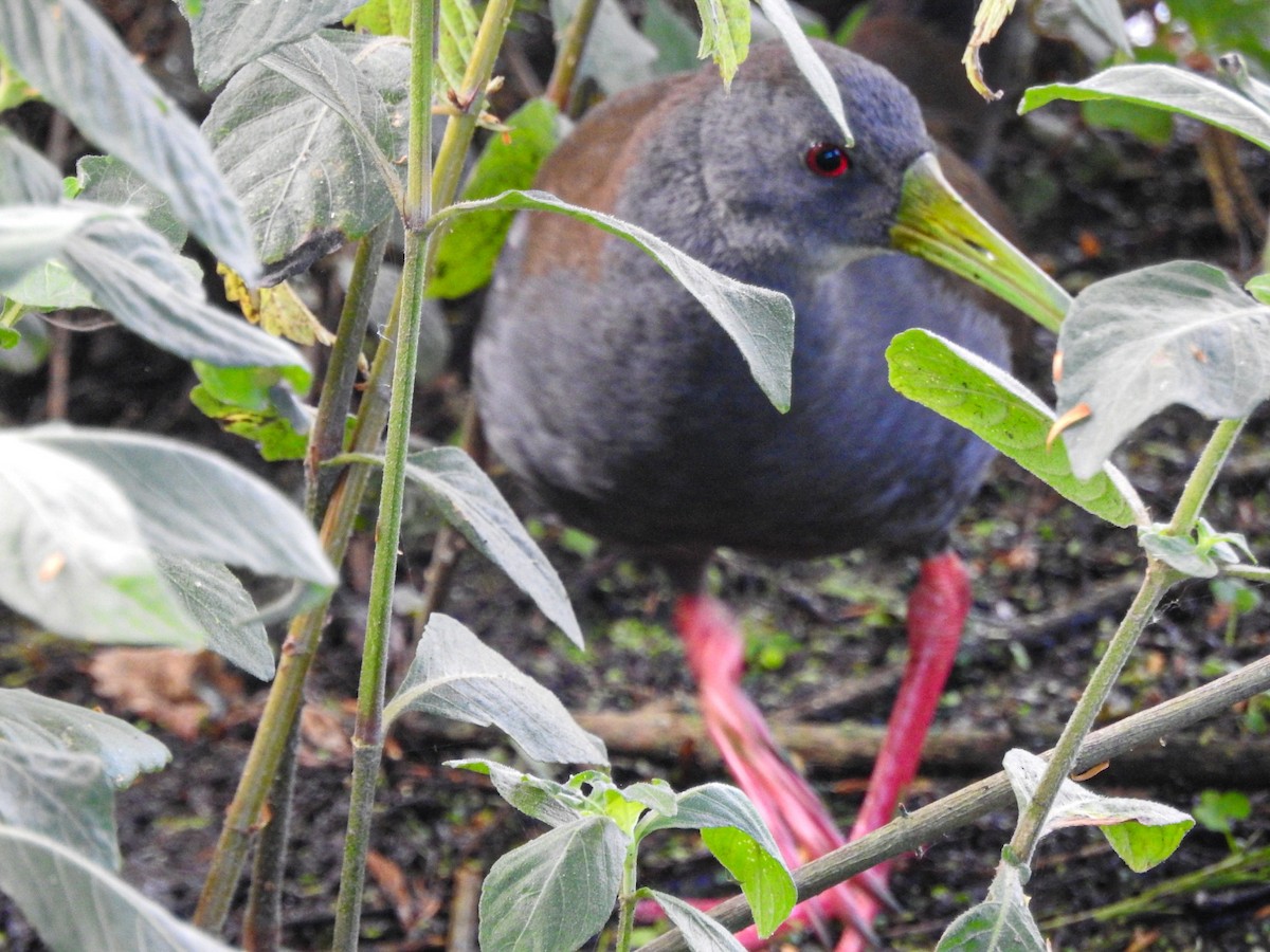 Râle noirâtre - ML646746081