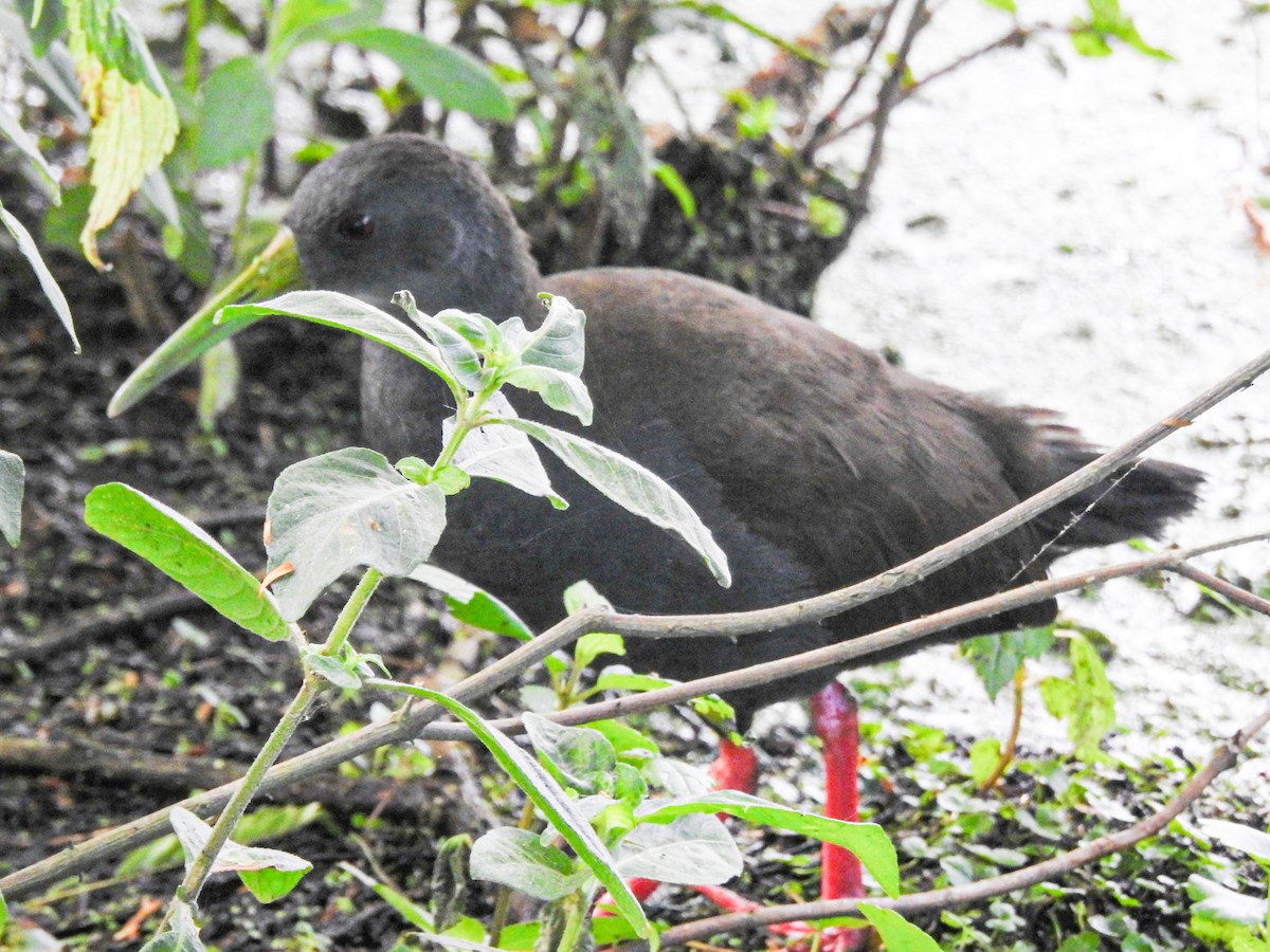 Râle noirâtre - ML646746082