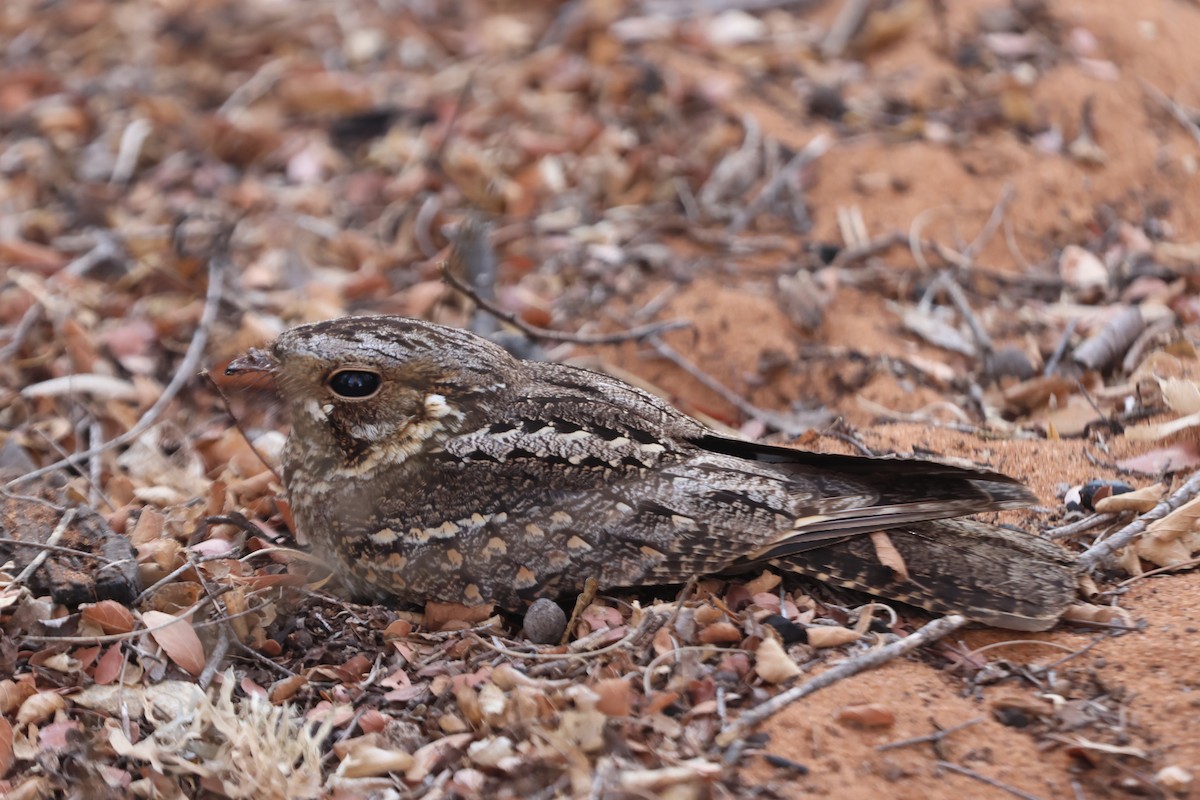 Madagascar Nightjar - ML646746083