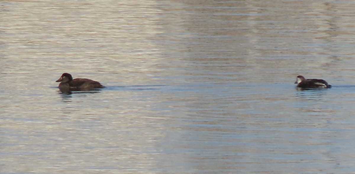 Surf Scoter - ML646746086
