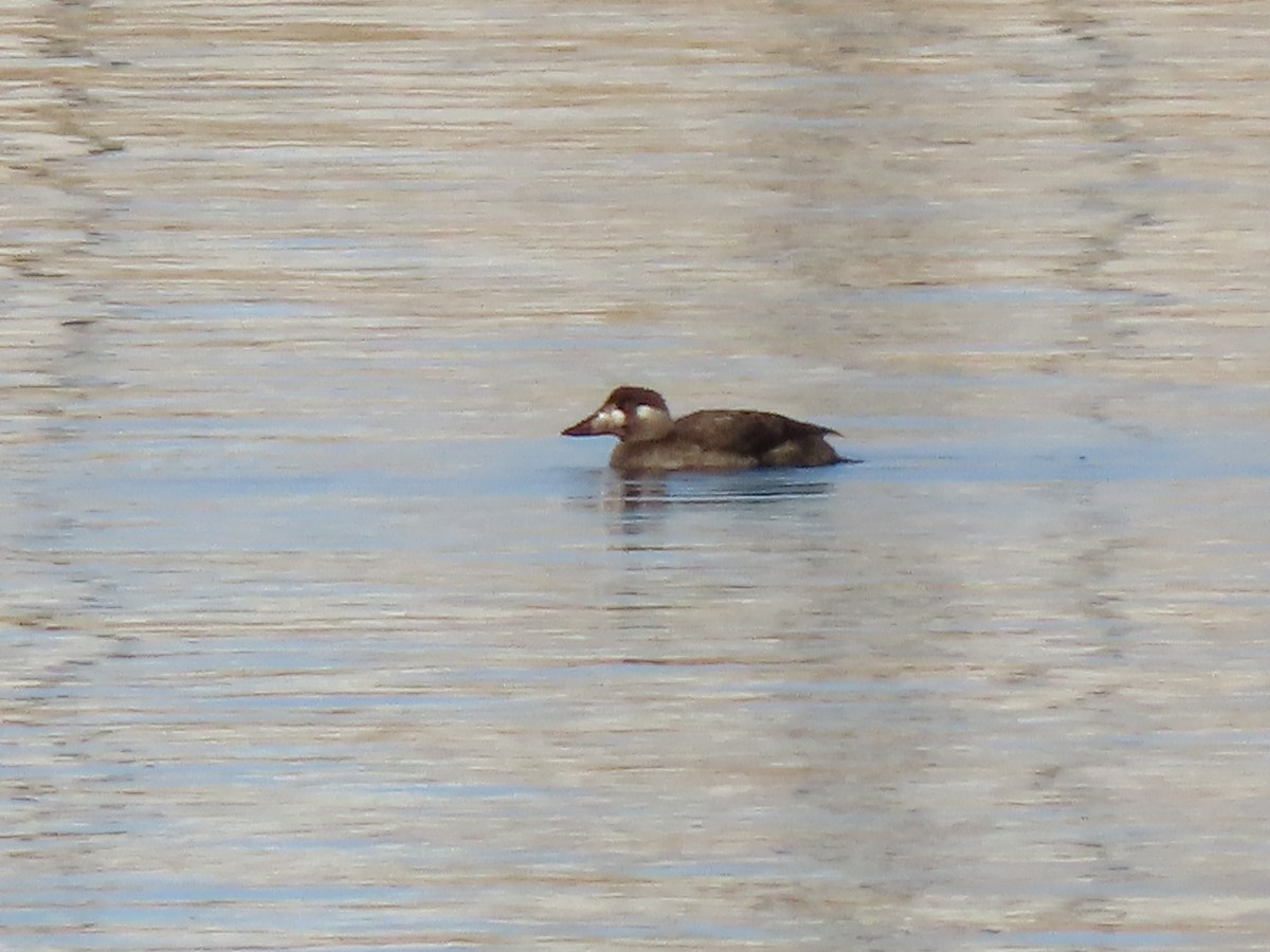 Surf Scoter - ML646746087