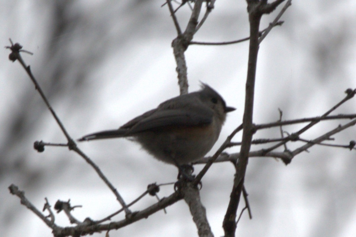 Herrerillo Bicolor - ML646746090