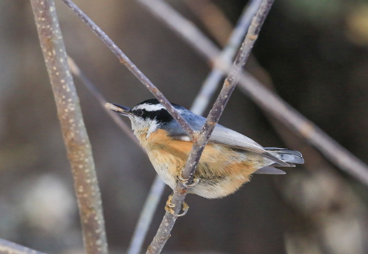 Kanada Sıvacısı - ML646746091