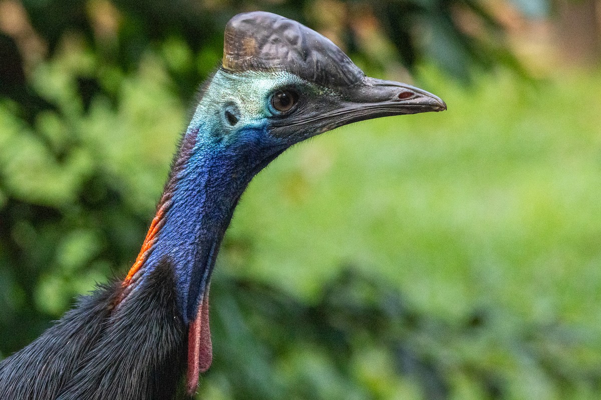 Шлемоносный казуар - ML646746093