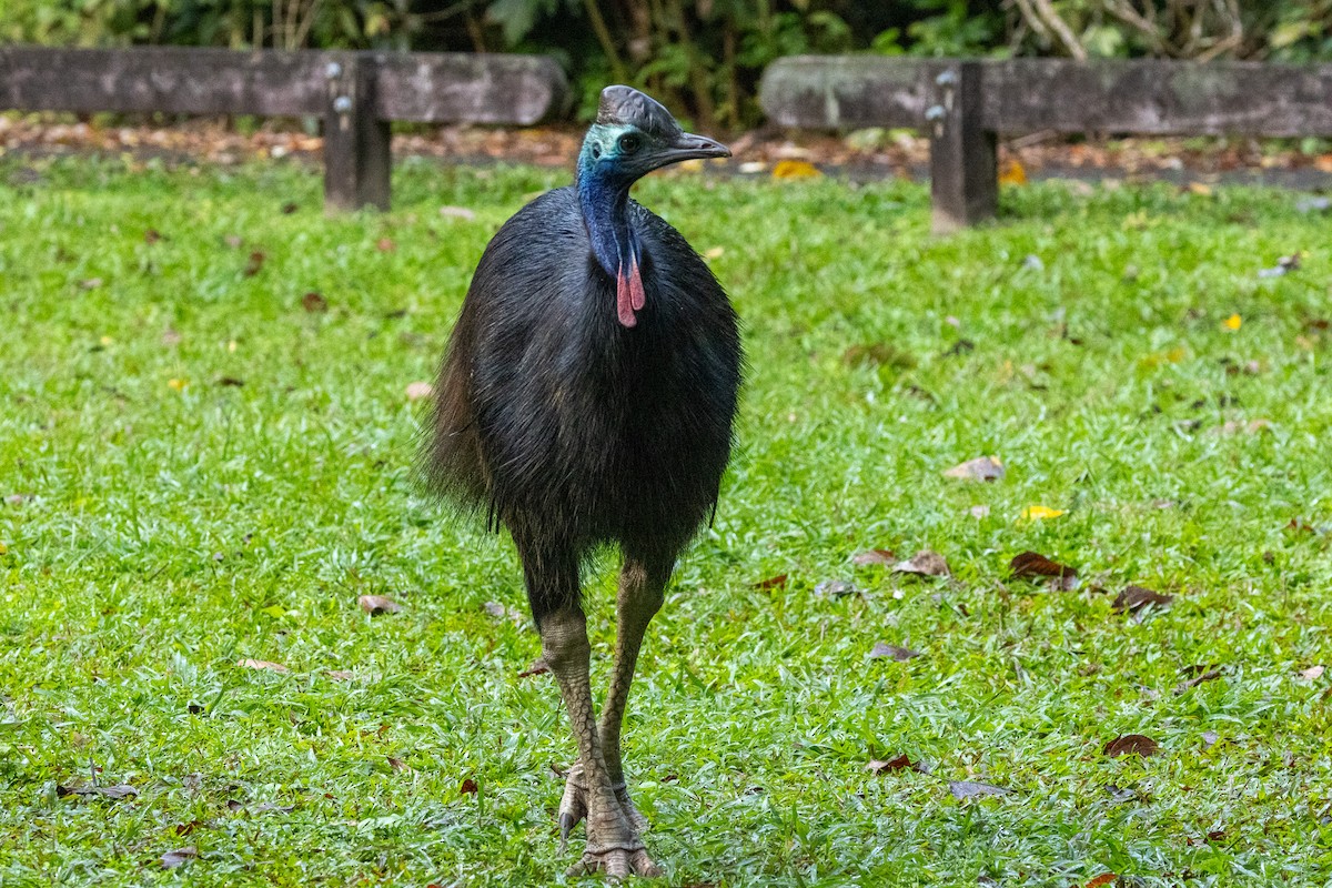 Шлемоносный казуар - ML646746094