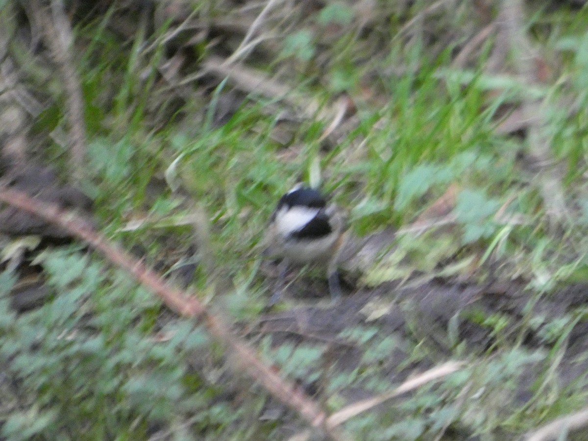 Çam Baştankarası - ML646746097