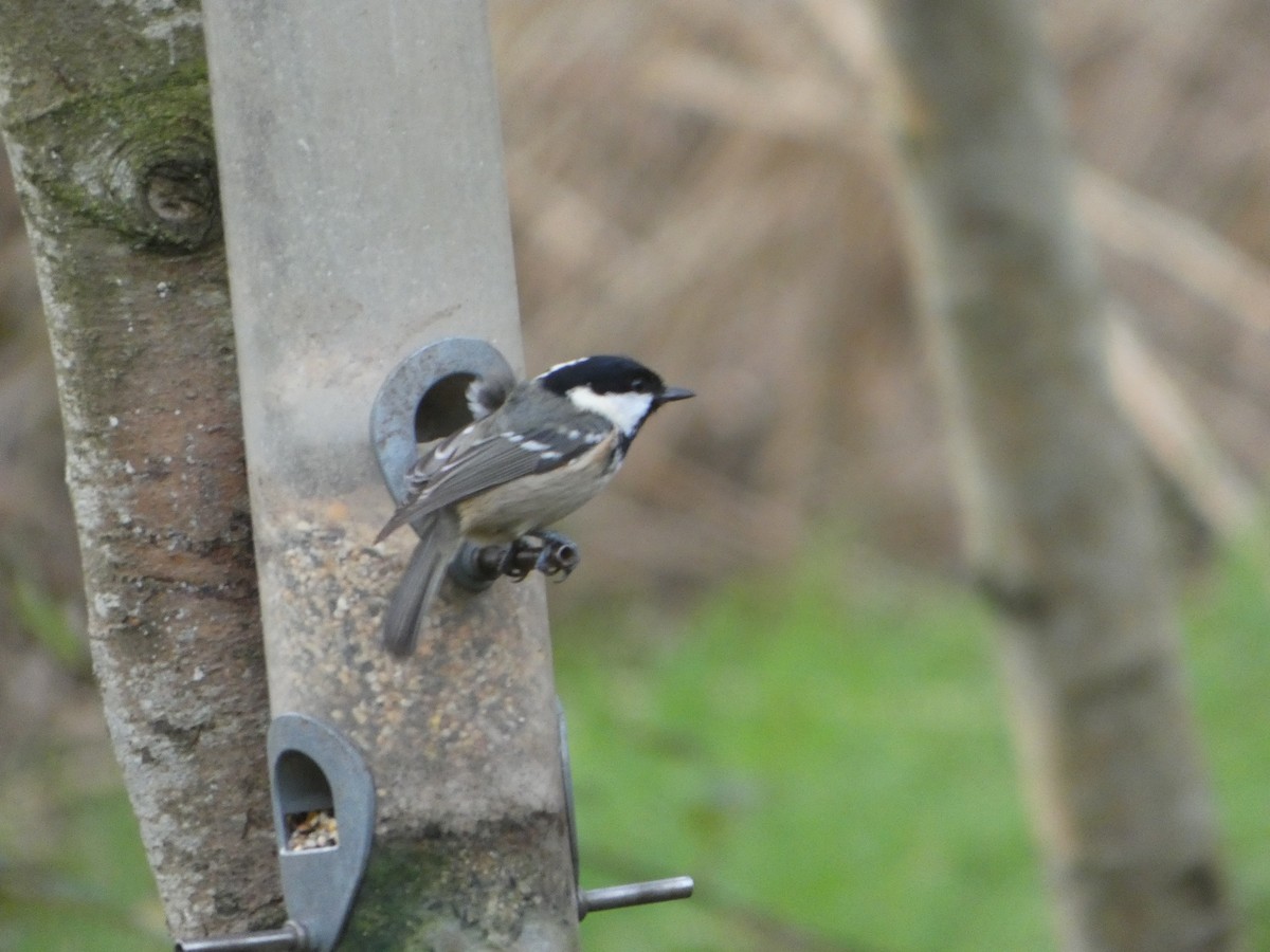 Çam Baştankarası - ML646746098