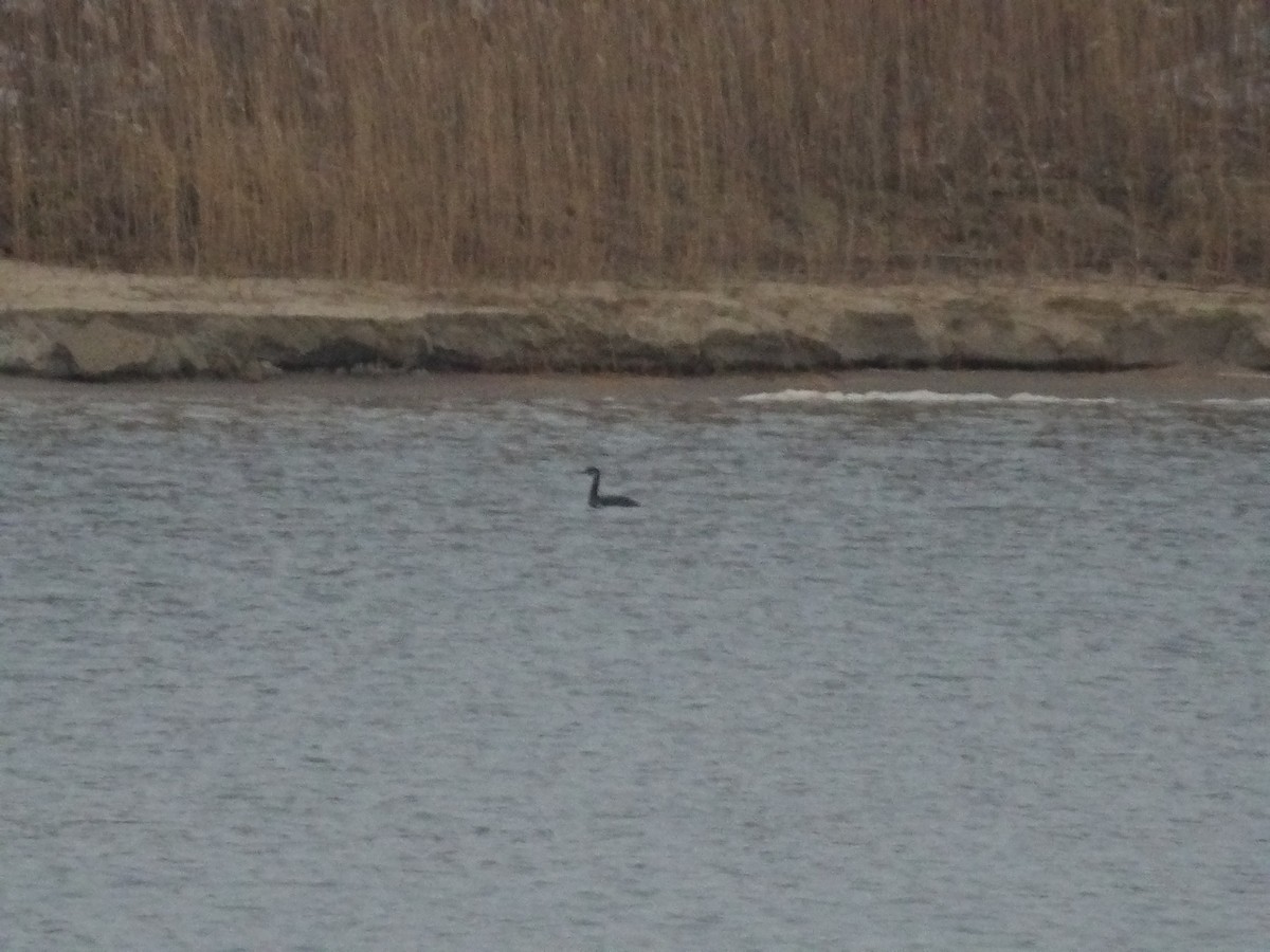 Murgil lepagorria - ML646746099