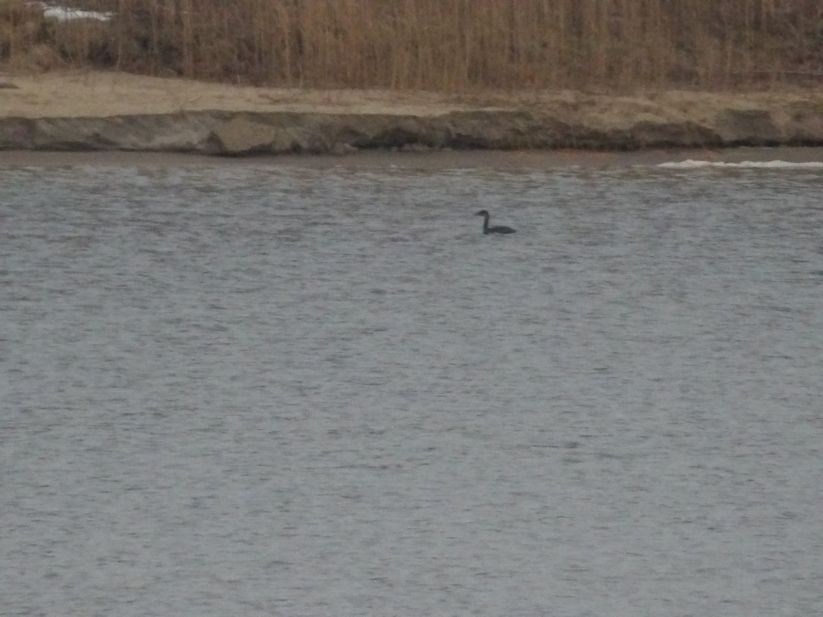 Murgil lepagorria - ML646746100