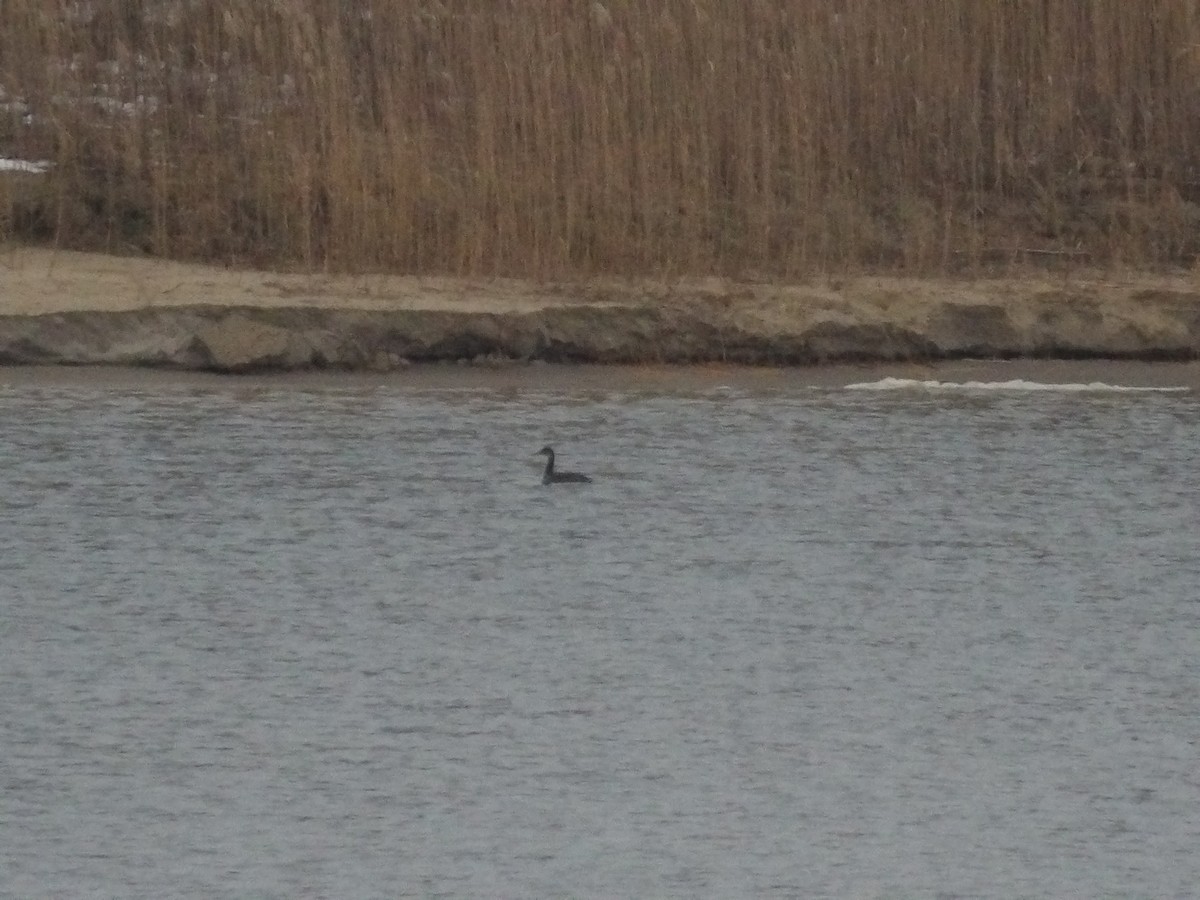 Murgil lepagorria - ML646746101