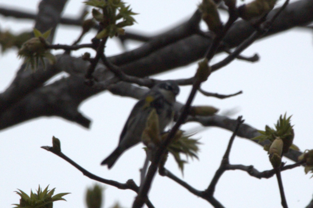 Reinita Coronada - ML646746104