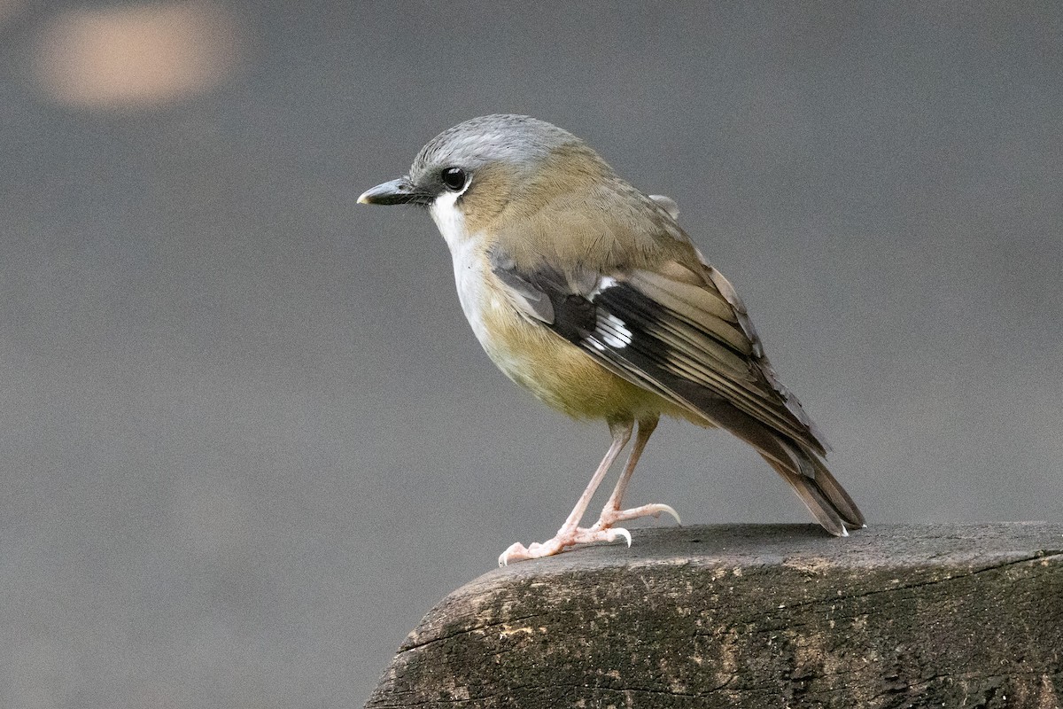Gray-headed Robin - ML646746106