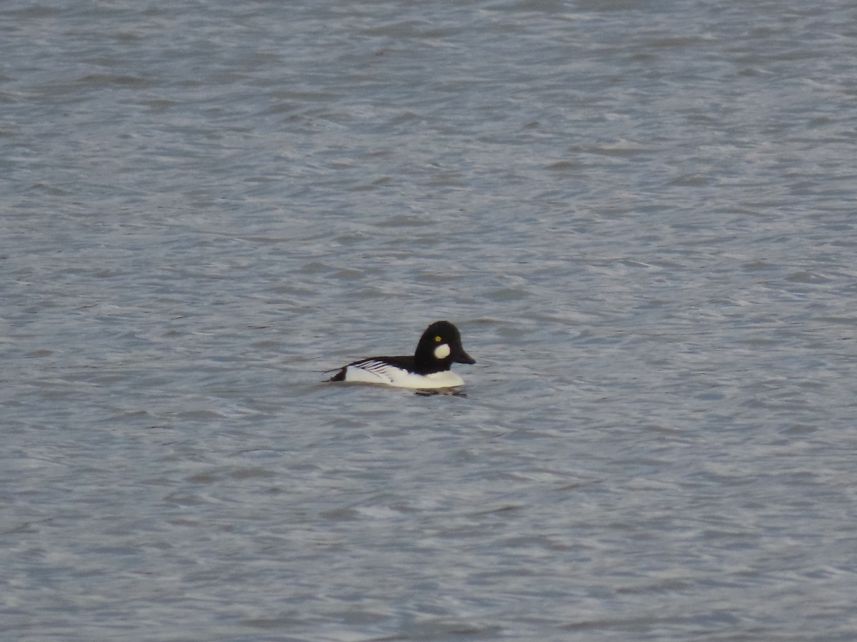 Common Goldeneye - ML646746108